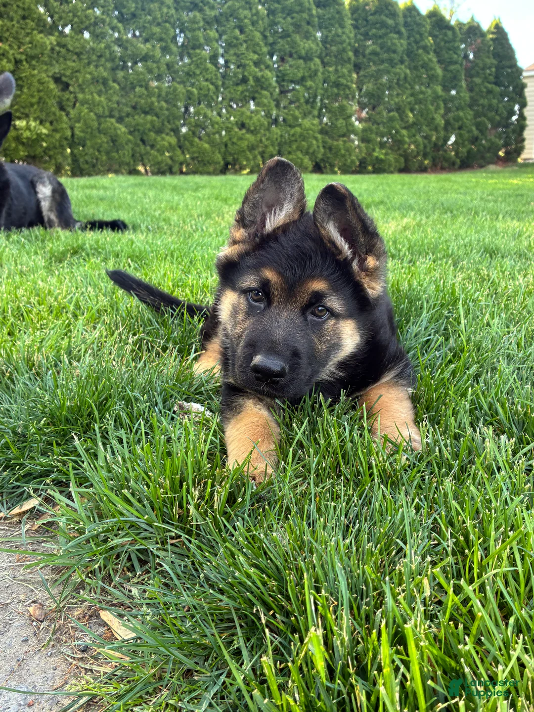 German Shepherd dogs for sale: Max - Ad 1