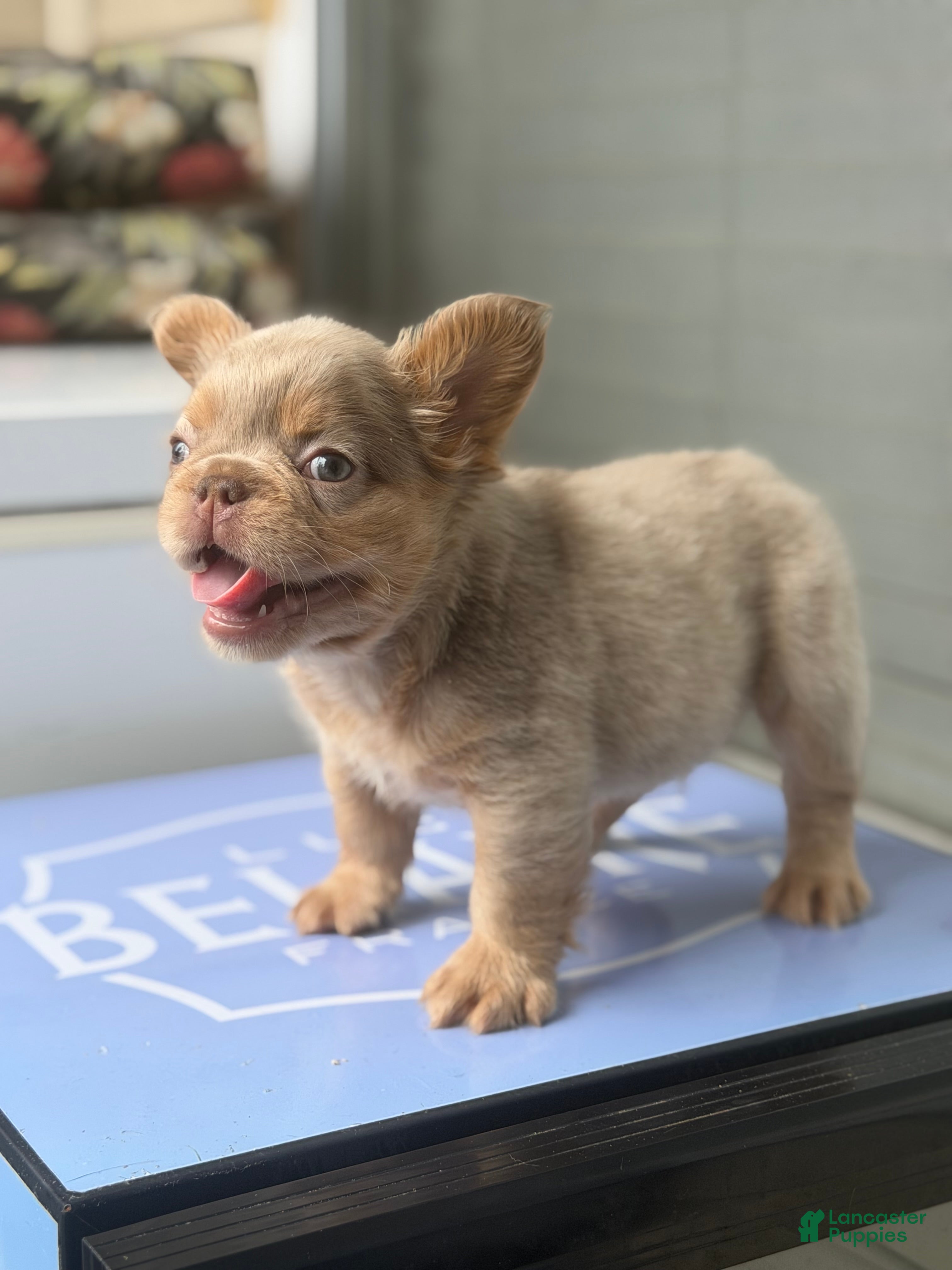 French Bulldog dogs French Bulldog 1 - Ad 2
