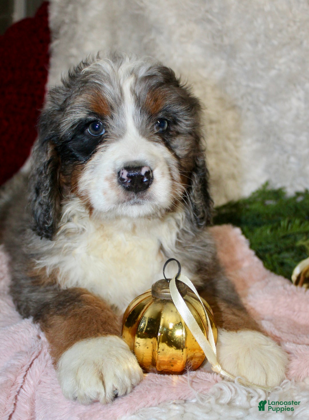 Bernedoodle dogs for sale: Bella - Ad 1