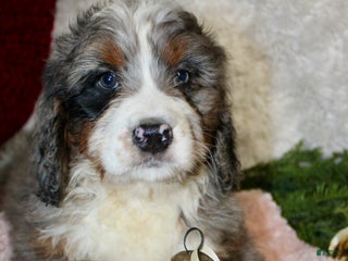 Bernedoodle dogs Bella - Ad 19