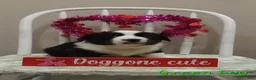 Welsh Corgi Cardigan dogs for sale: Welsh Corgi Cardigan Puppy 4 - Ad 11