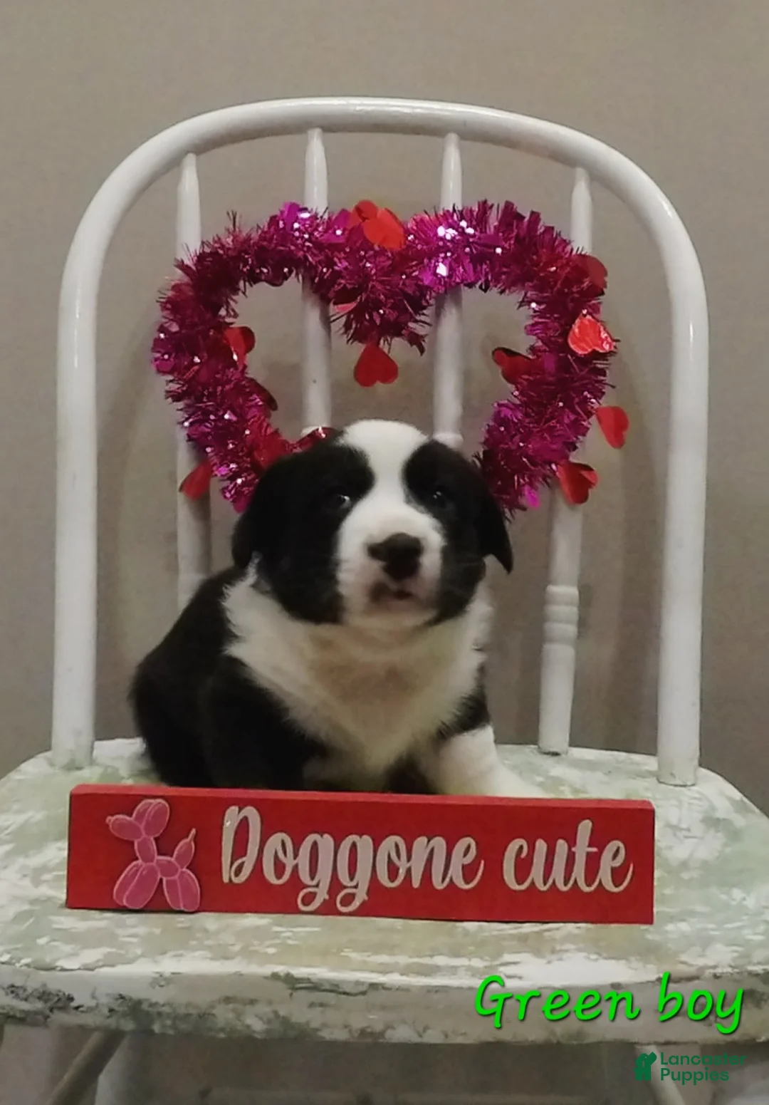 Welsh Corgi Cardigan dogs for sale: Welsh Corgi Cardigan Puppy 4 - Ad 11