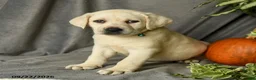 Labrador Retriever dogs for sale: Dina - Ad 4