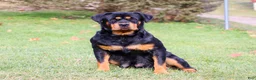Rottweiler dogs for sale: Ace - Ad 10