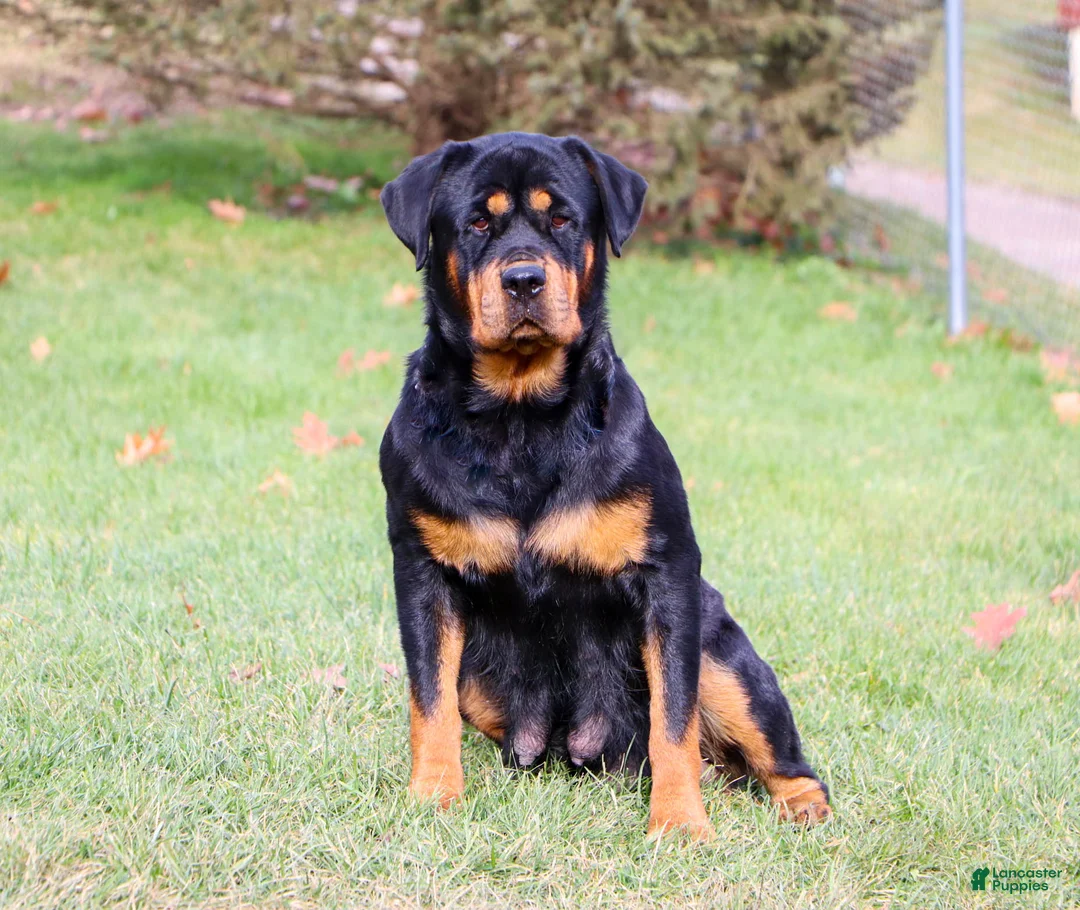 Rottweiler dogs for sale: Ace - Ad 10