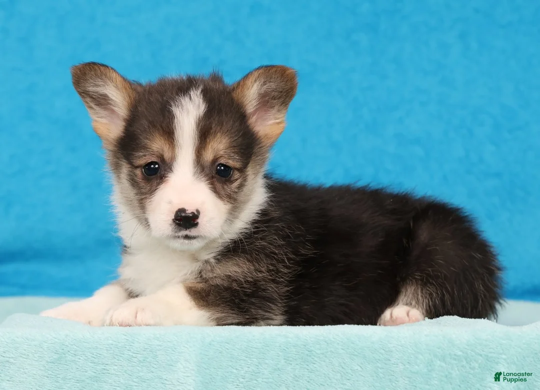 Welsh Corgi Pembroke dogs for sale: Charlie - Ad 2