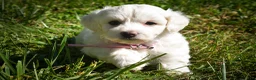 Maltese dogs for sale: Dream🌸 - Ad 6