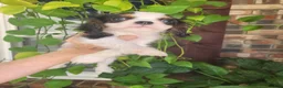Cavalier King Charles Spaniel dogs for sale: Russ - Ad 2