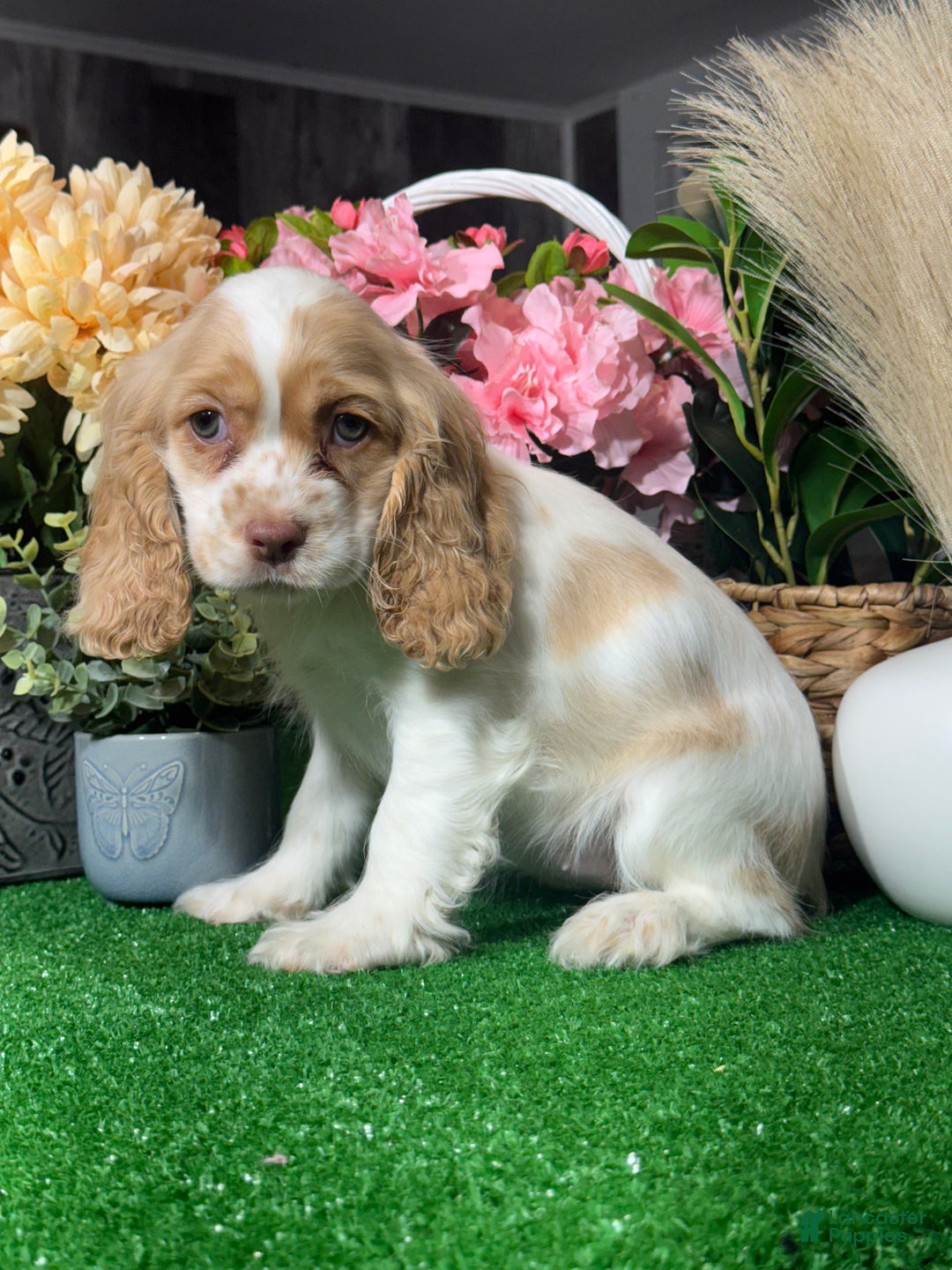 Cocker Spaniel dogs for sale: Octavia  - Ad 3