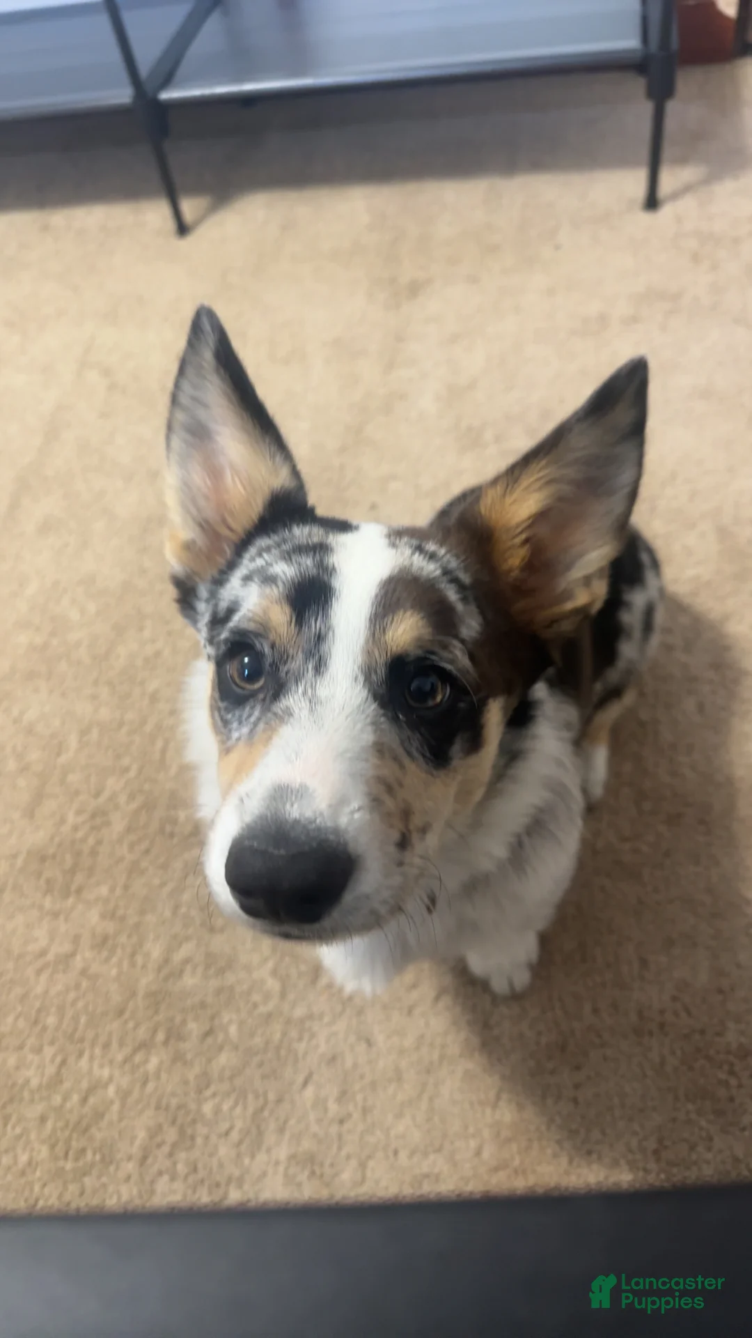 Welsh Corgi Pembroke dogs for sale: Welsh Corgi Pembroke Puppy 1 - Ad 1