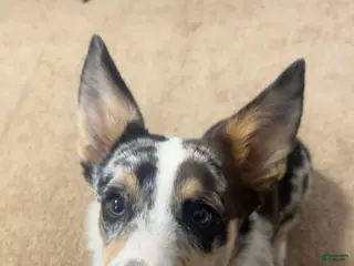 Welsh Corgi Pembroke dogs Welsh Corgi Pembroke Puppy 1 - Ad 7