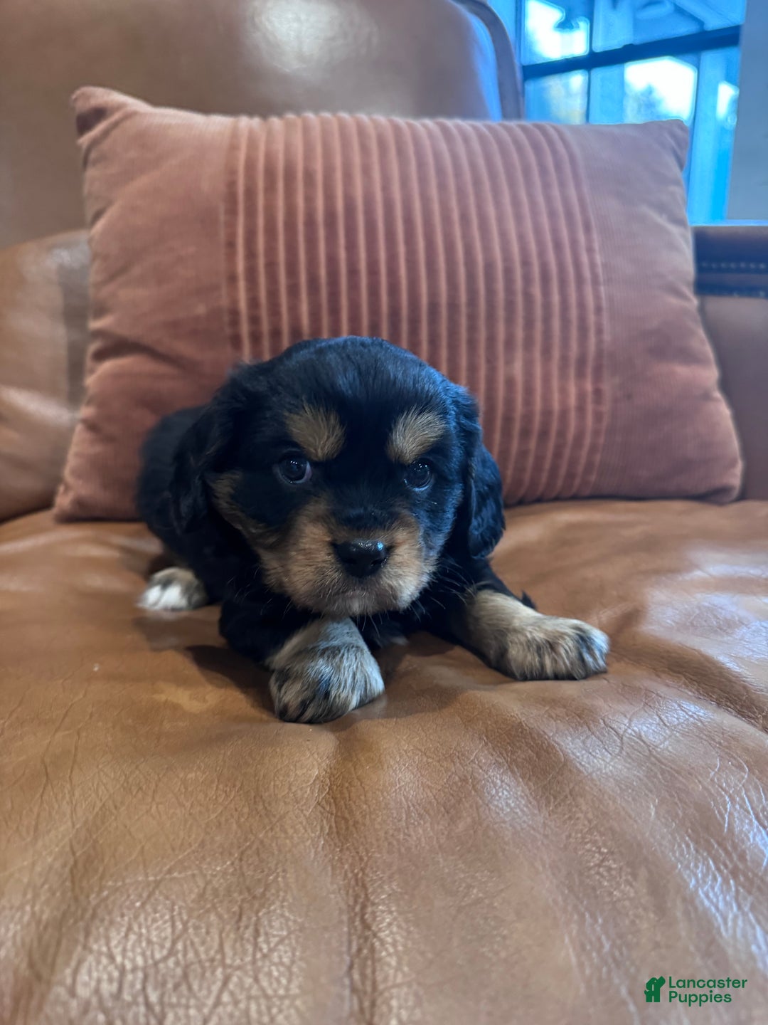 Mixed Breed dogs for sale: Mixed Breed Puppy 3 - Ad 3