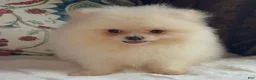 Pomeranian dogs for sale: Pomeranian Puppy Fluffy - Ad 1