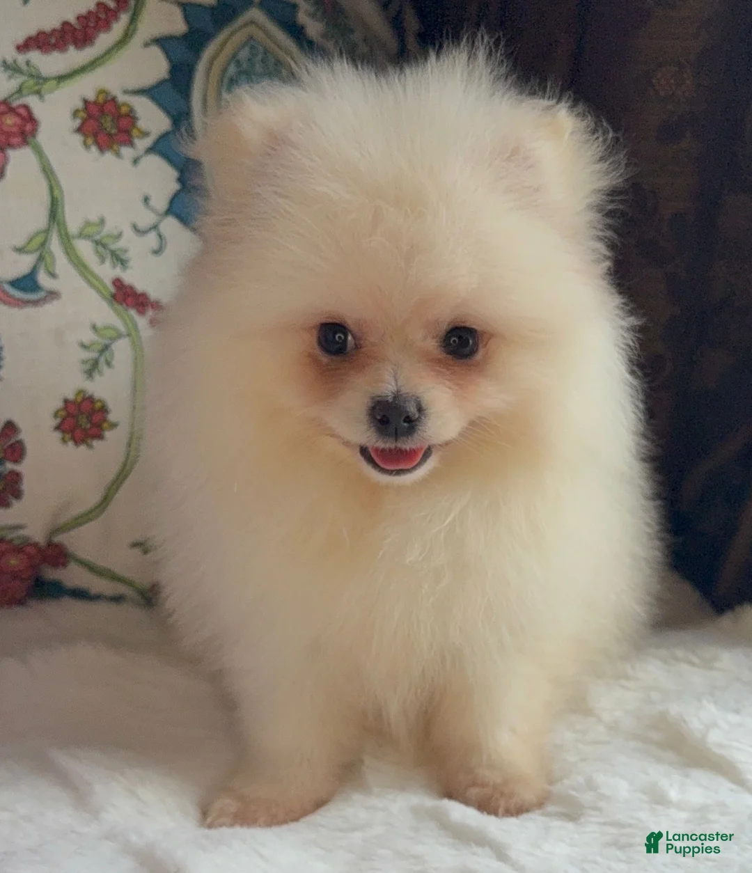 Pomeranian dogs for sale: Pomeranian Puppy Fluffy - Ad 1