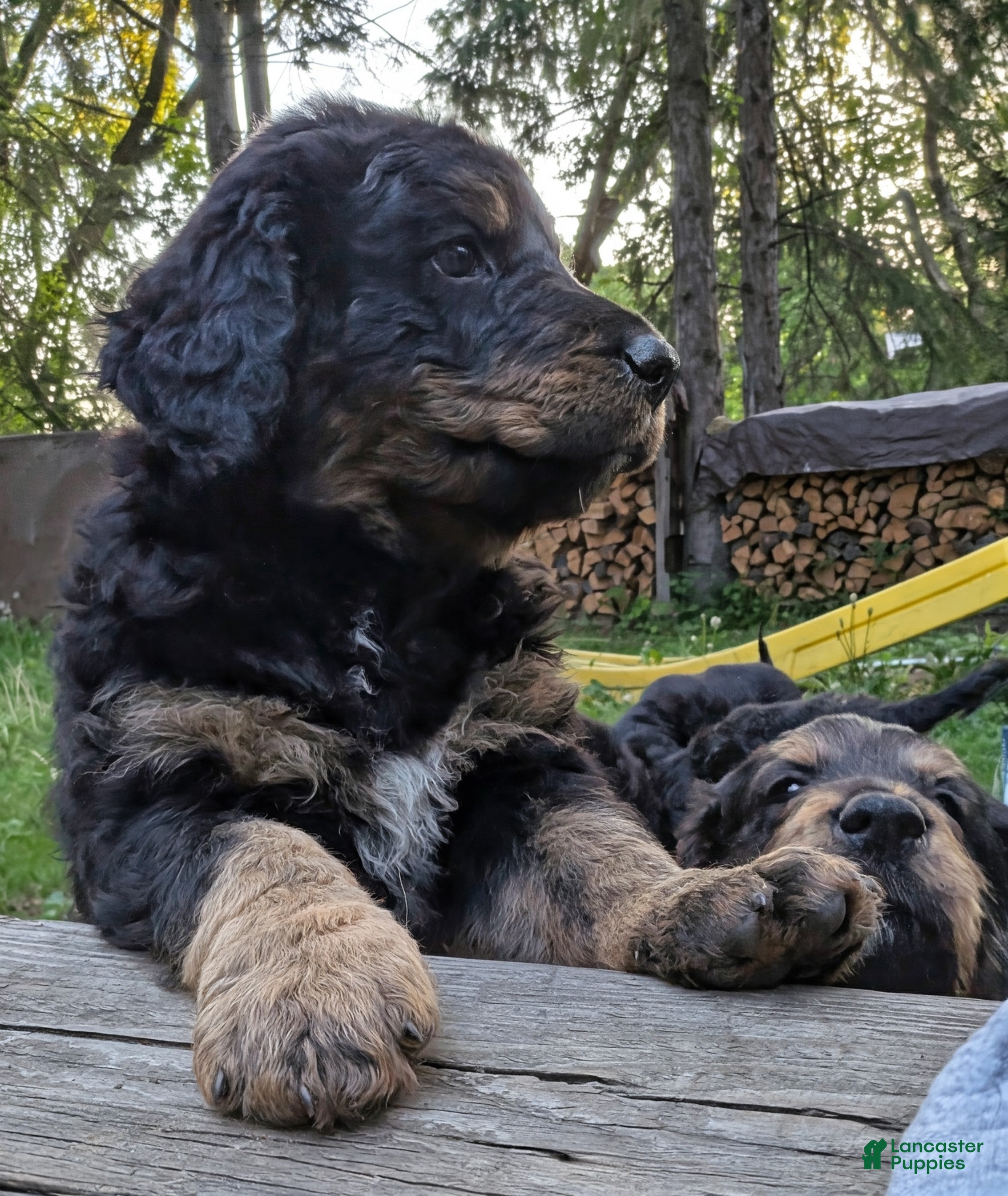 Mixed Breed dogs Jean Luc - Ad 32
