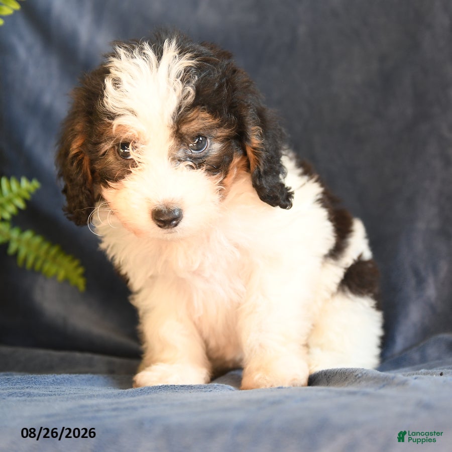 Bichpoo dogs Sophia - Ad 2