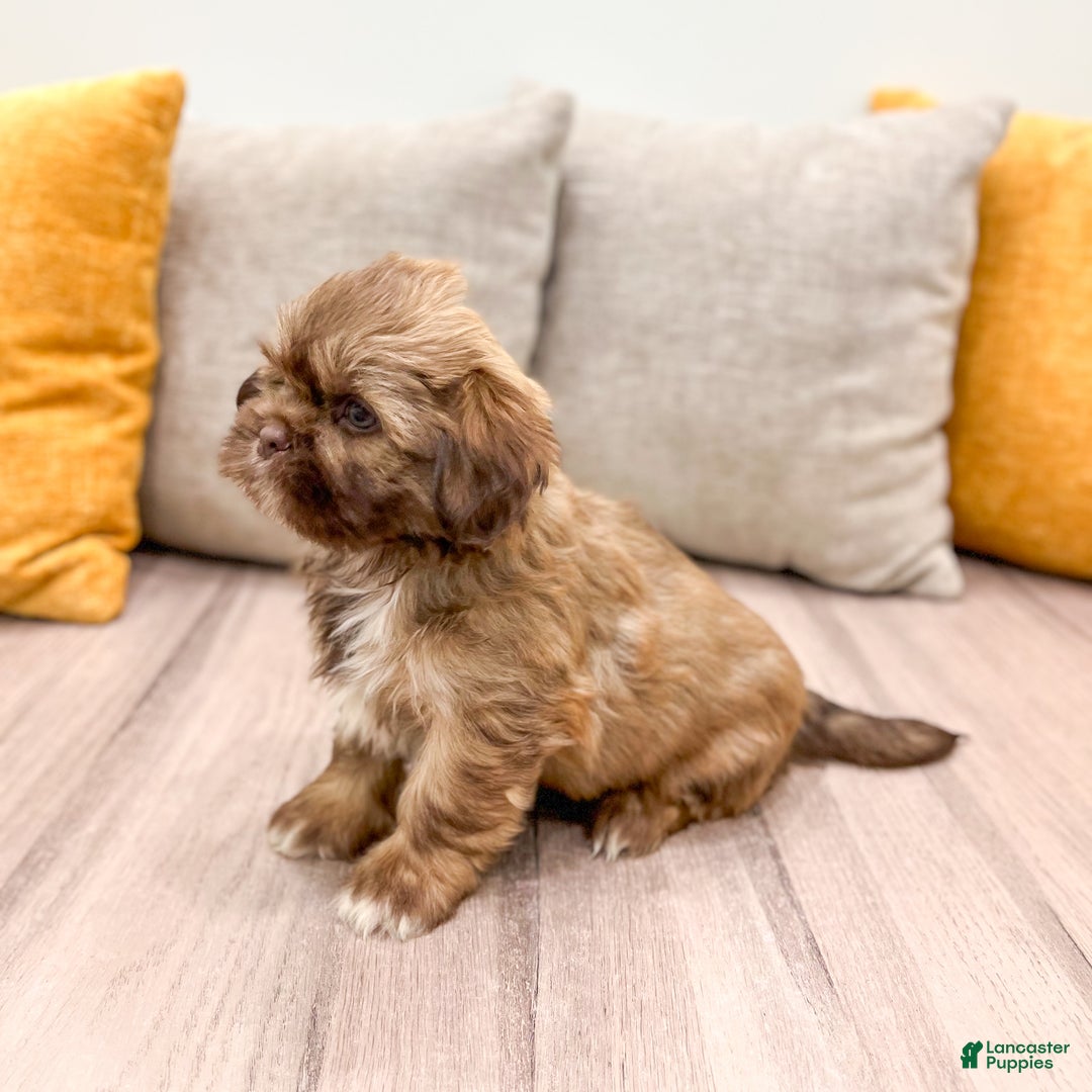 Shih Tzu dogs for sale: Champ - Ad 4