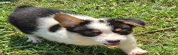 Welsh Corgi Pembroke dogs for sale: Oreo girl  - Ad 14
