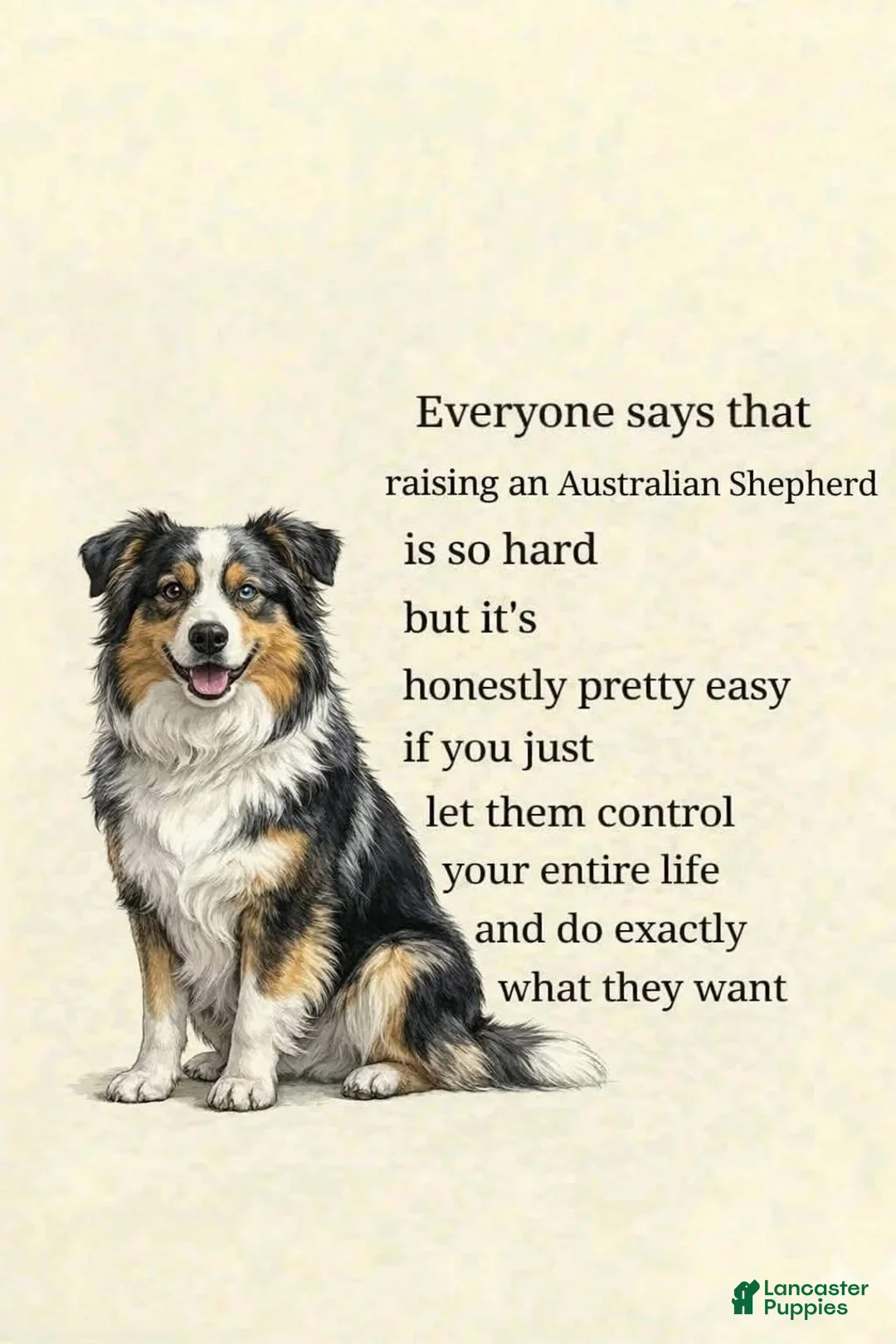 Australian Shepherd dogs for sale: Australian Shepherd Puppy 10 - Ad 10