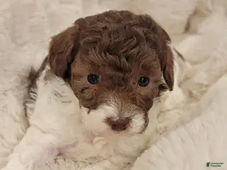 Toy Poodle dogs Toy Poodle Puppy 3 - Ad 30