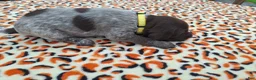 German Shorthaired Pointer dogs for sale: German Shorthaired Pointer Meadow - Ad 4