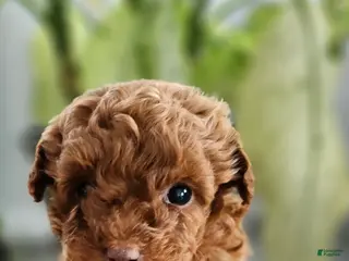 Toy Poodle dogs Teacup Thomas-AKC GENETICALLY TESTED - Ad 27