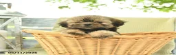 Shih Tzu dogs for sale: Hailey - Ad 3