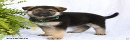 German Shepherd dogs for sale: Ramona - Ad 3