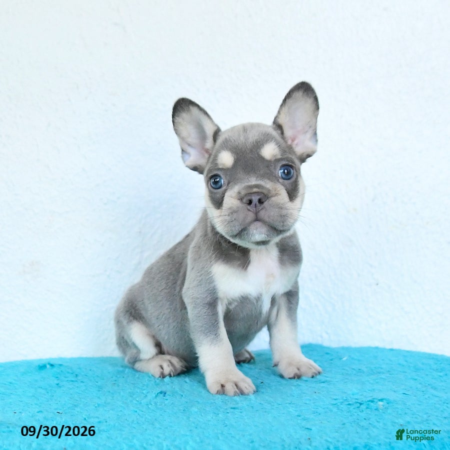 French Bulldog dogs for sale: Dash - Ad 1