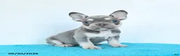French Bulldog dogs for sale: Dash - Ad 1