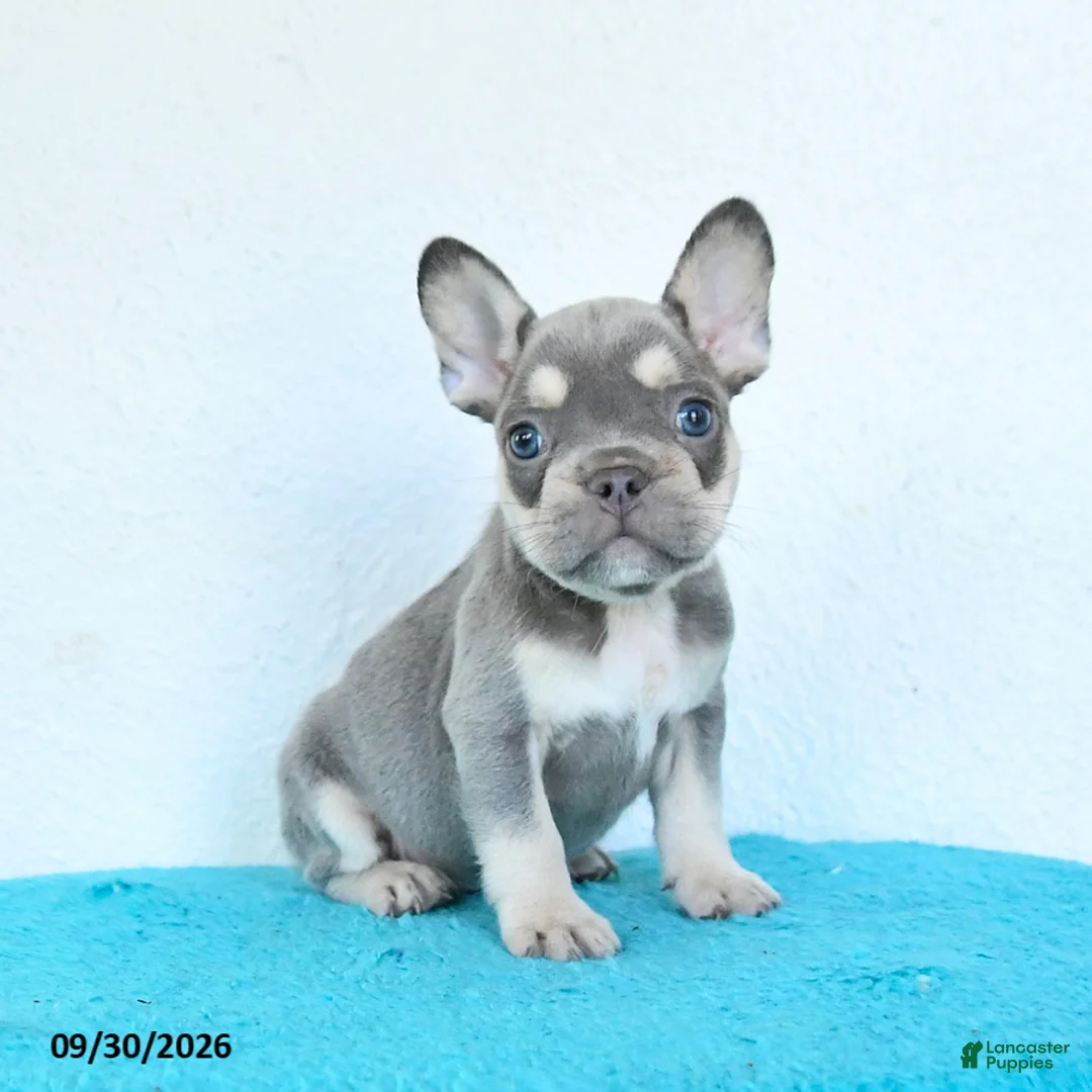 French Bulldog dogs for sale: Dash - Ad 1