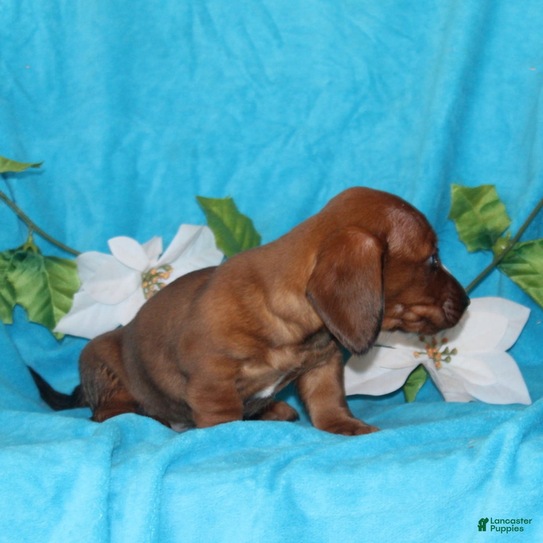 Miniature Dachshund dogs for sale: Danny - Ad 2