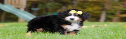 Mini Bernedoodle dogs for sale: Taylor - Ad 2