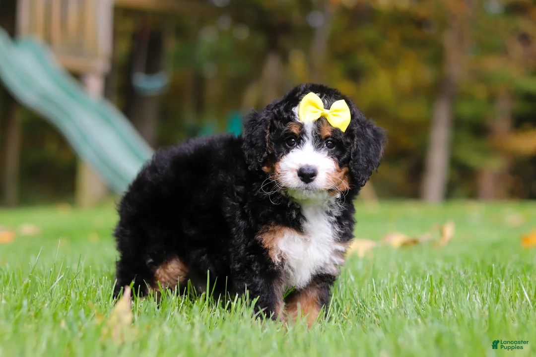 Mini Bernedoodle dogs for sale: Taylor - Ad 2