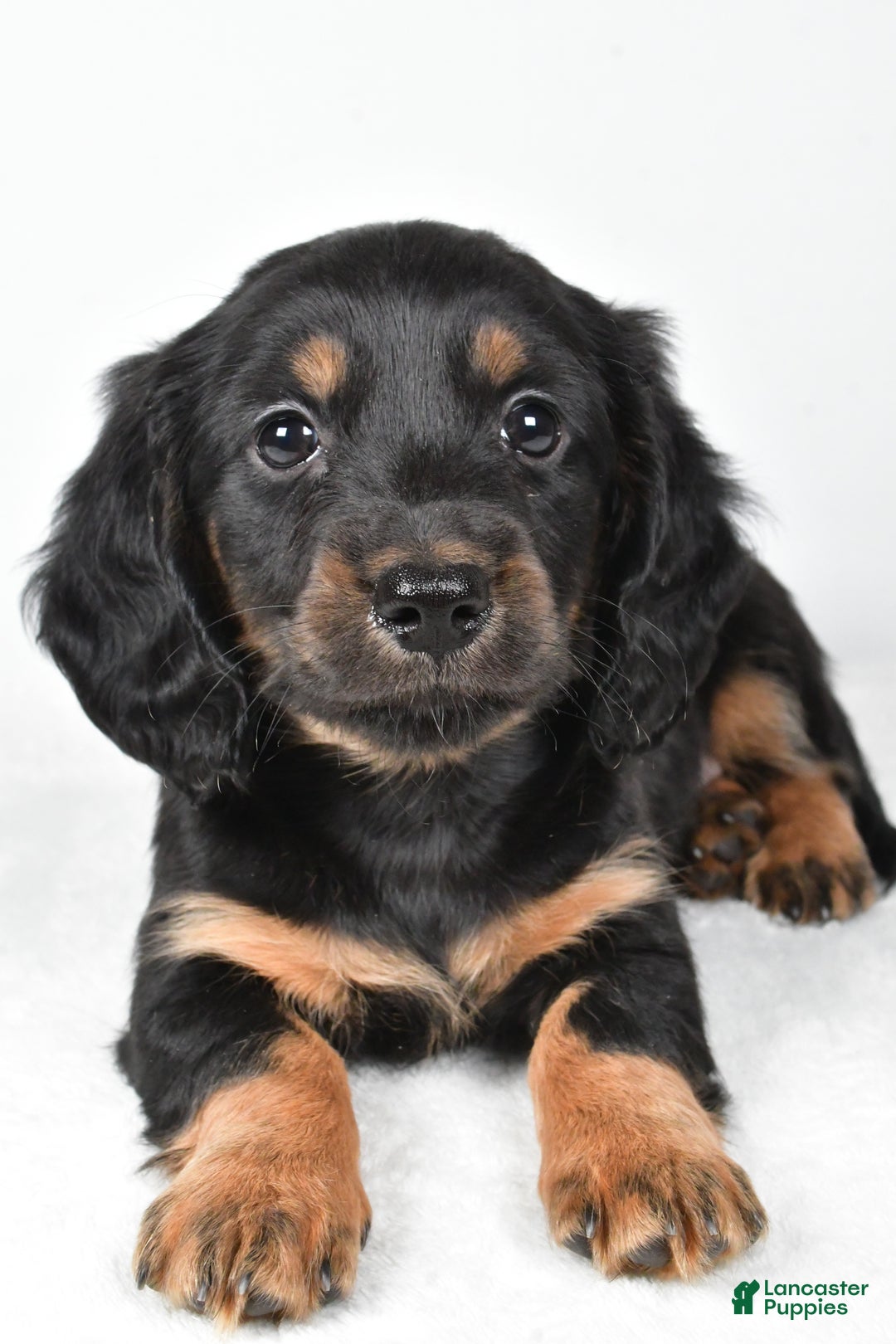 Miniature Dachshund dogs for sale: Dante - Ad 5