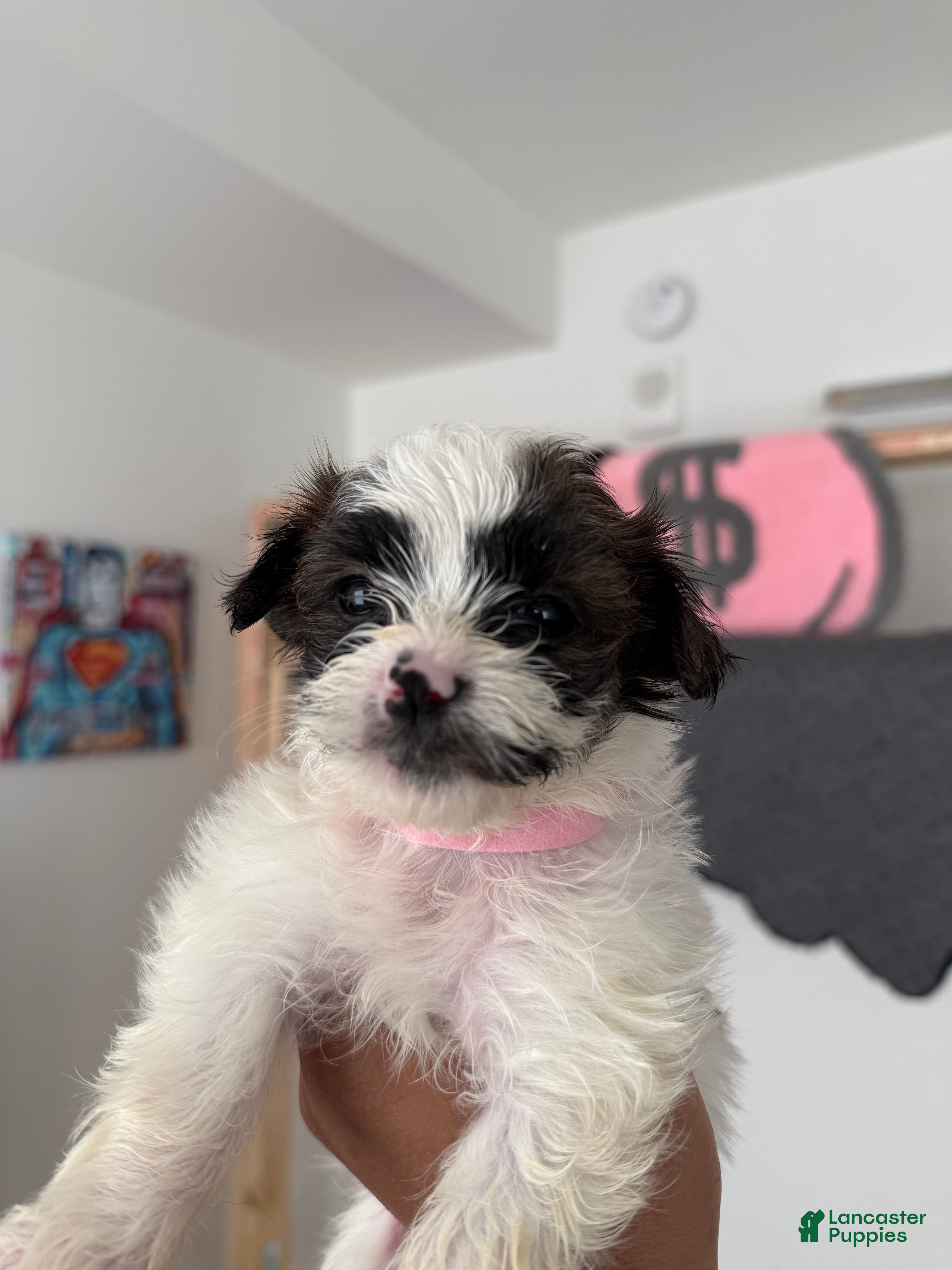 Shorkie dogs Coco 🤎 - Ad 2