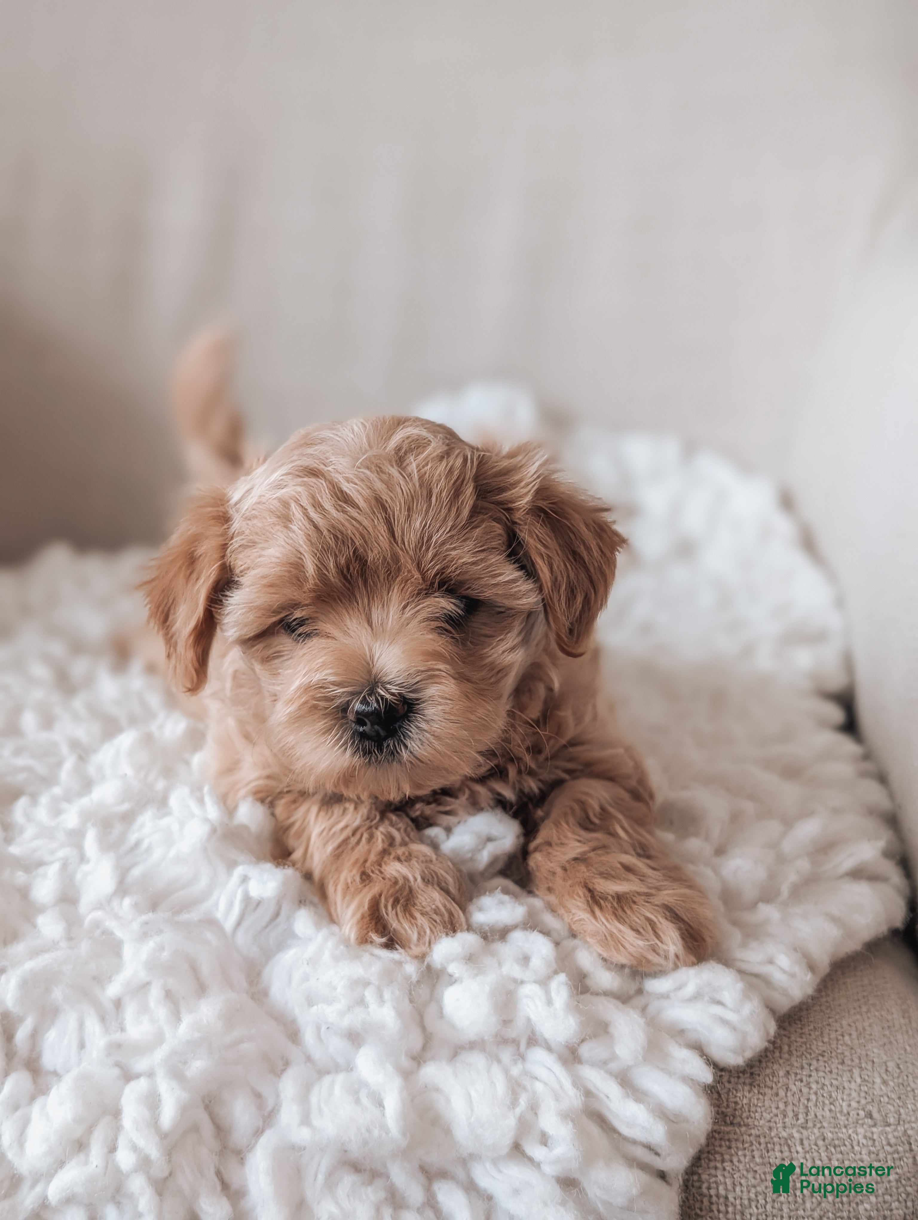 Maltipoo dogs Jack - Ad 1