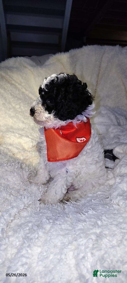 Miniature Poodle dogs Bandit - Ad 2