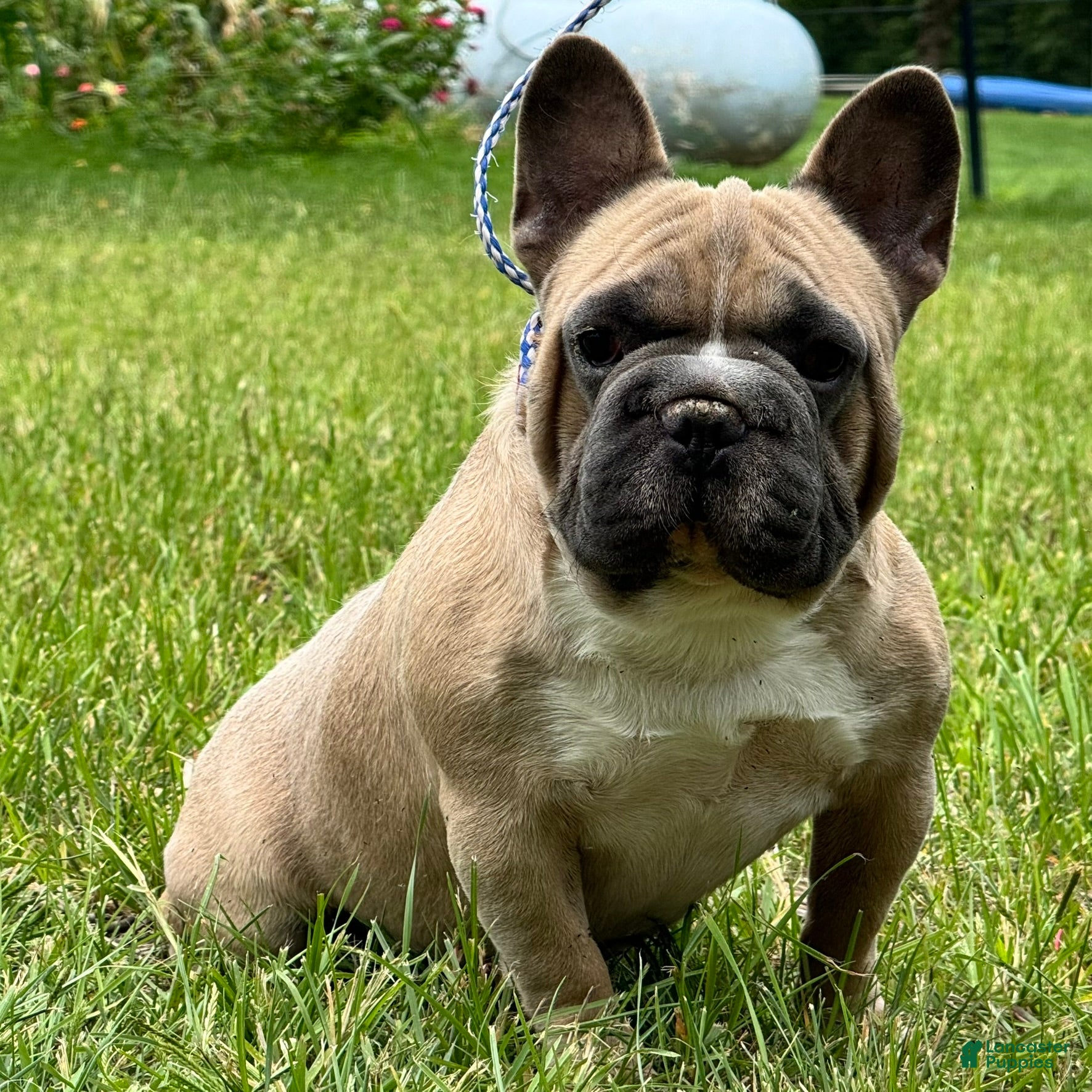 French Bulldog dogs Samson - Ad 2