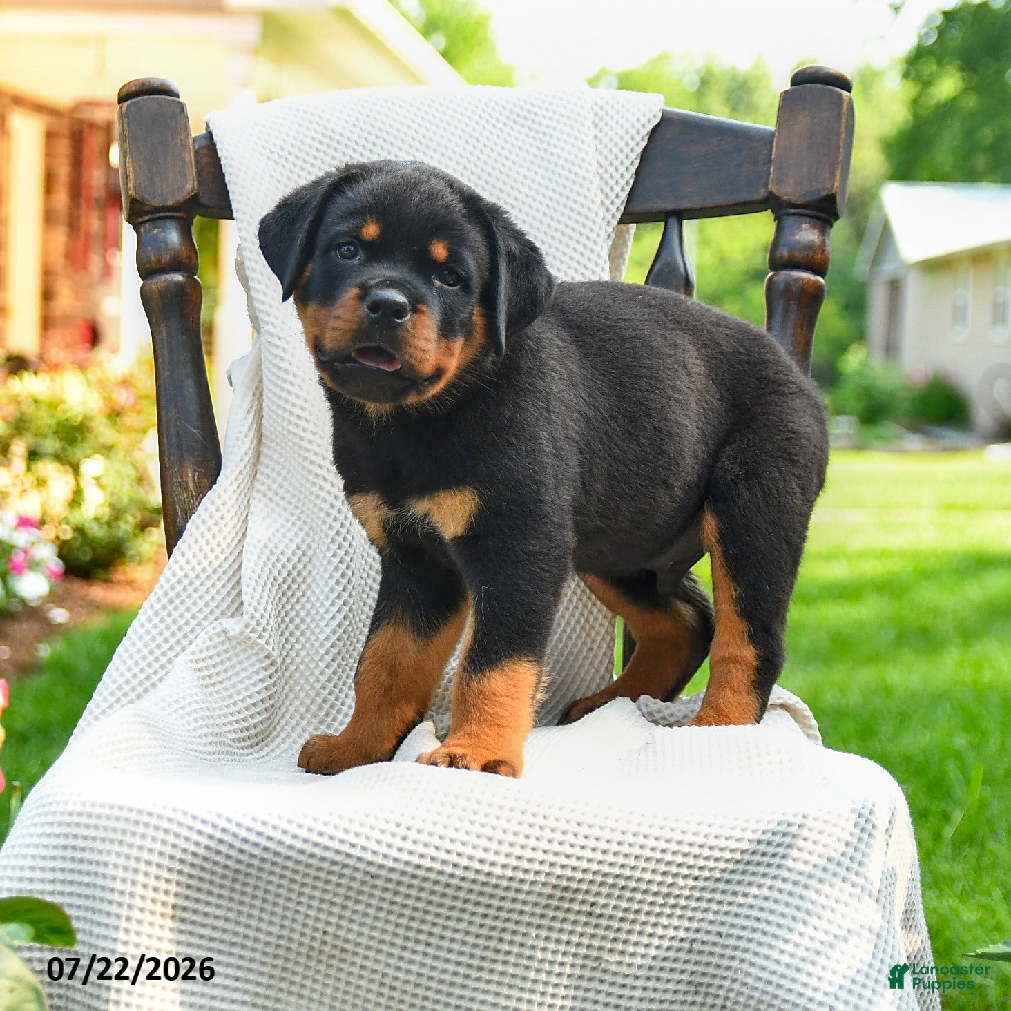 Rottweiler dogs Samson - Ad 1