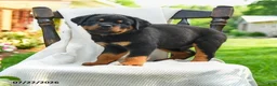 Rottweiler dogs for sale: Samson - Ad 1