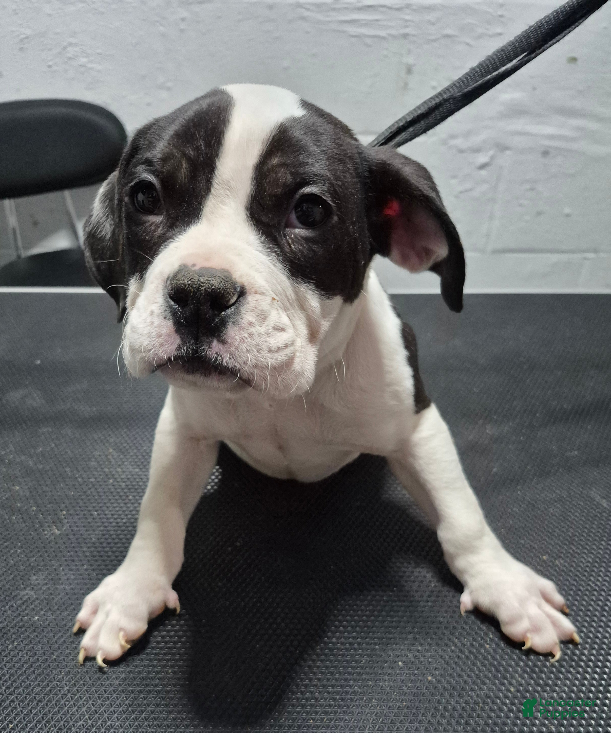 American Bully dogs American Bully Puppy Boss Hog - Ad 1