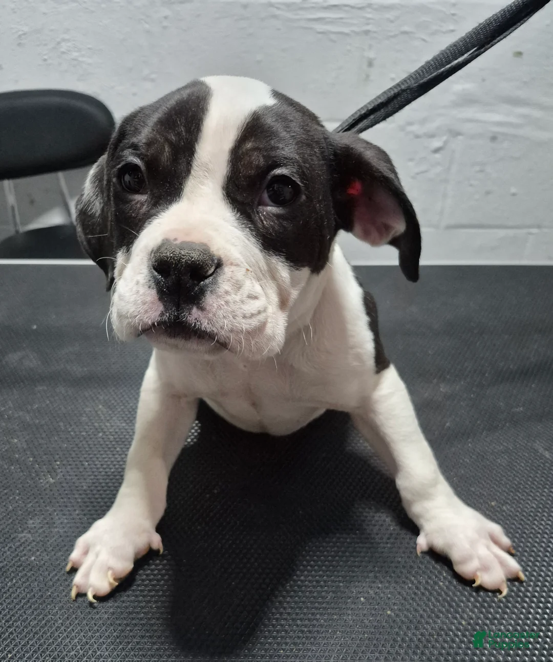 American Bully dogs for sale: American Bully Puppy Boss Hog - Ad 1