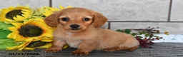 Miniature Dachshund dogs for sale: Ollie - Ad 3