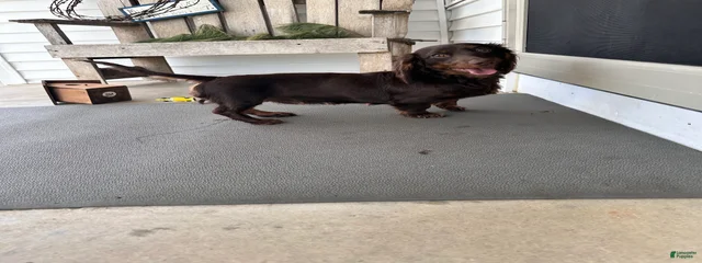Mocha
