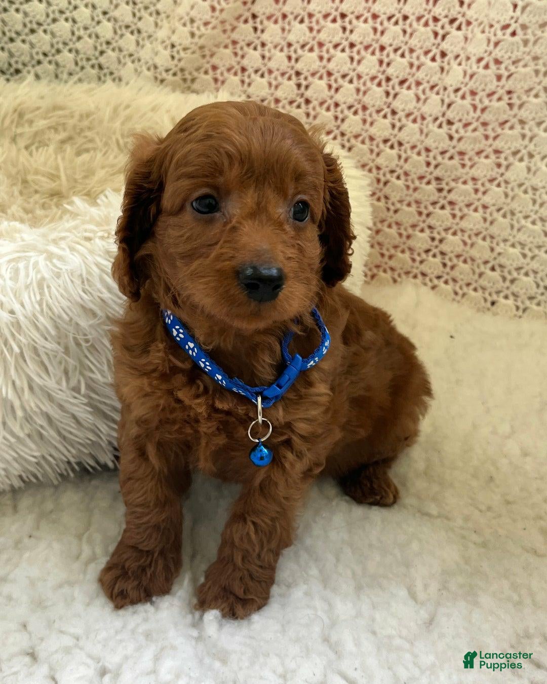 Cavapoo dogs Max - Ad 25
