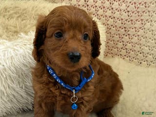 Cavapoo dogs Max - Ad 25