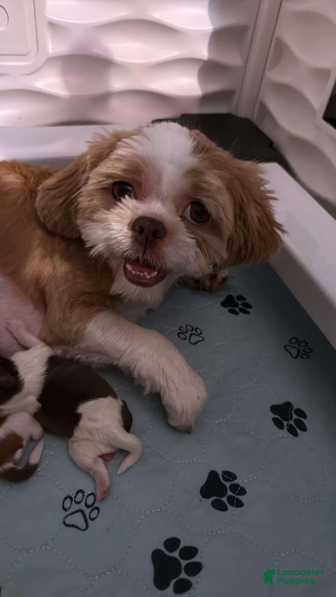Shih Tzu dogs for sale: Levi - Ad 5