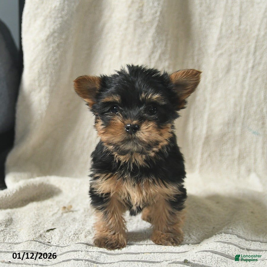 Mixed Breed dogs for sale: Wallac  - Ad 4