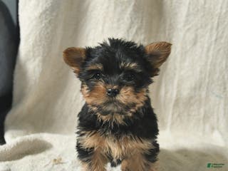 Mixed Breed dogs for sale: Wallac - Ad 4